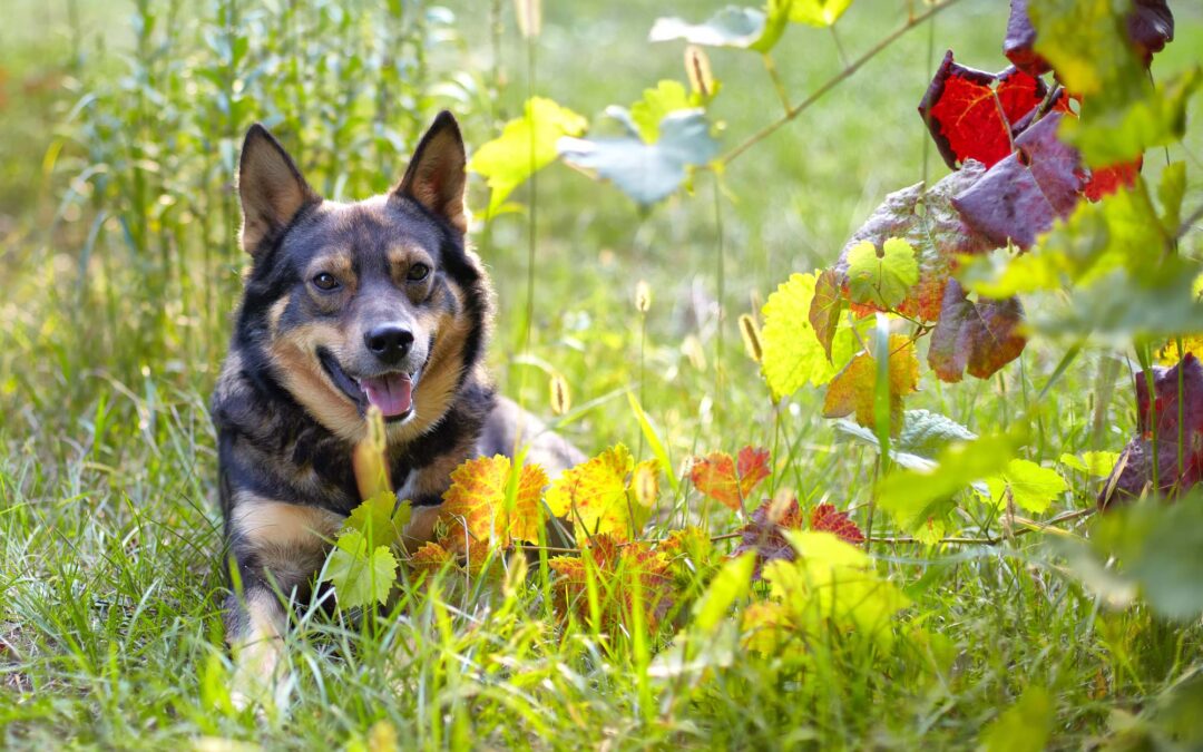 Estate Planning For Your Pets? Our Bethesda Lawyers Can Help Part 1